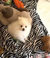 Koda Bear Sold, a male Pomeranian for sale in Boling, TX – Photo 2 of 10