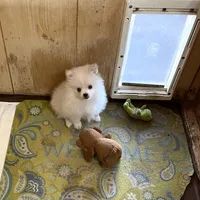 Koda Bear Sold, a male Pomeranian for sale in Boling, TX – Photo 6 of 10