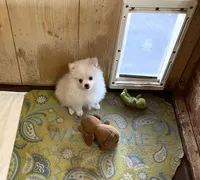 Koda Bear Sold, a male Pomeranian for sale in Boling, TX – Photo 6 of 10