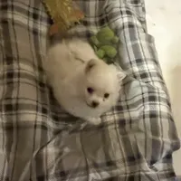 Koda Bear Sold, a male Pomeranian for sale in Boling, TX – Photo 10 of 10