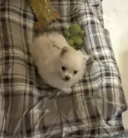 Koda Bear Sold, a male Pomeranian for sale in Boling, TX – Photo 10 of 10