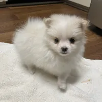 Koda Bear Sold, a male Pomeranian for sale in Boling, TX – Photo 8 of 10