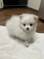 Koda Bear Sold, a male Pomeranian for sale in Boling, TX – Photo 8 of 10