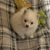 Koda Bear Sold, a male Pomeranian for sale in Boling, TX – Photo 9 of 10