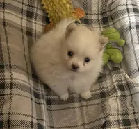 Koda Bear Sold, a male Pomeranian for sale in Boling, TX – Photo 9 of 10