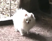 Kat’s girl sale, a female Pomeranian for sale in Boling, TX – Photo 6 of 7