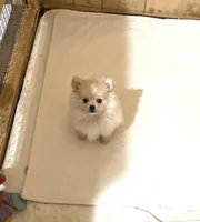 Kat’s girl sale, a female Pomeranian for sale in Boling, TX – Photo 1 of 7