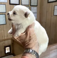 Kat’s girl sale, a female Pomeranian for sale in Boling, TX – Photo 3 of 7