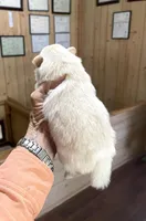 Kat’s girl sale, a female Pomeranian for sale in Boling, TX – Photo 7 of 7