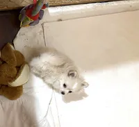 Kat’s girl sale, a female Pomeranian for sale in Boling, TX – Photo 2 of 7