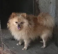 Kat’s girl sale, a female Pomeranian for sale in Boling, TX – Photo 5 of 7