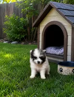Champ one, a male Pomeranian for sale in Boling, TX – 2 of 3