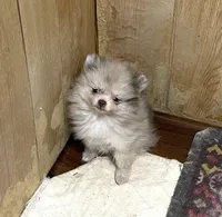 Tiny Chocolate Merle on sale, a female Pomeranian for sale in Boling, TX – Photo 5 of 10