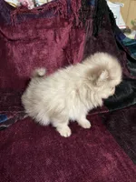 Tiny Chocolate Merle on sale, a female Pomeranian for sale in Boling, TX – Photo 10 of 10