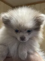 Tiny Chocolate Merle on sale, a female Pomeranian for sale in Boling, TX – Photo 4 of 10