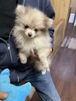 Tiny Chocolate Merle on sale, a female Pomeranian for sale in Boling, TX – Photo 2 of 10