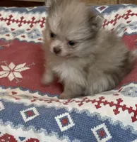 Tiny Chocolate Merle on sale, a female Pomeranian for sale in Boling, TX – Photo 8 of 10