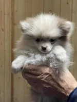 Tiny Chocolate Merle on sale, a female Pomeranian for sale in Boling, TX – Photo 3 of 10