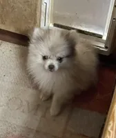 Tiny Chocolate Merle on sale, a female Pomeranian for sale in Boling, TX – Photo 1 of 10