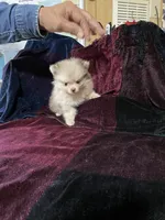 Tiny Chocolate Merle on sale, a female Pomeranian for sale in Boling, TX – Photo 7 of 10