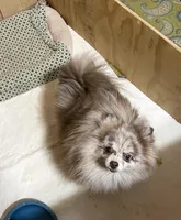 Tiny Chocolate Merle on sale, a female Pomeranian for sale in Boling, TX – Photo 9 of 10