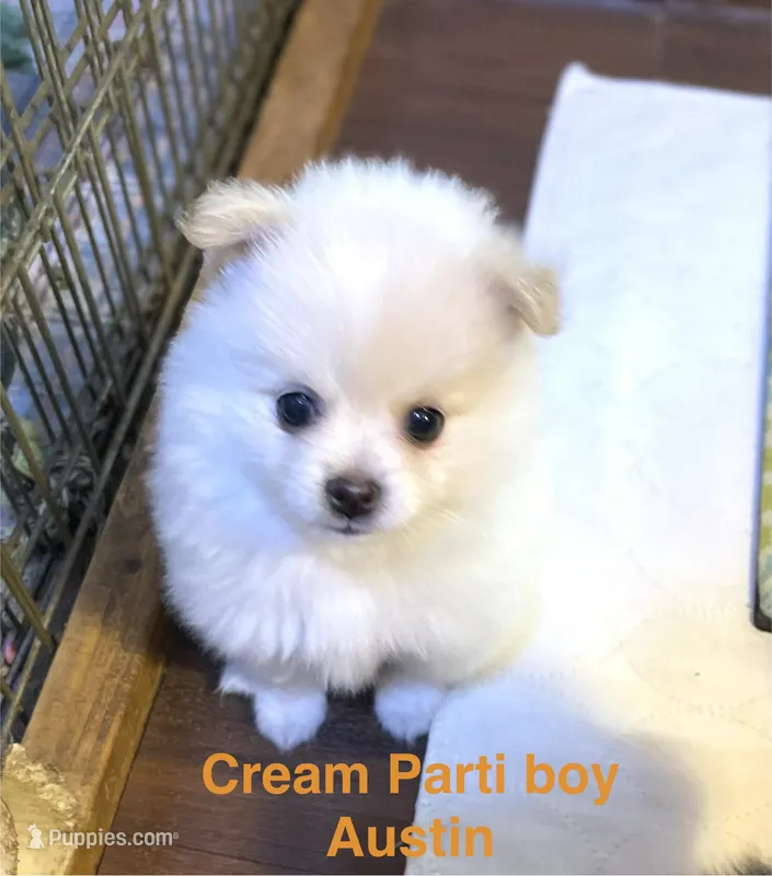 Manda’s white Parti  – Pomeranian puppy for sale in Boling, TX