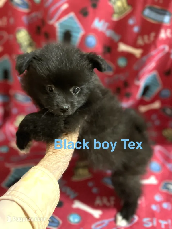 Manda’s black  – Pomeranian puppy for sale in Boling, TX