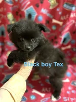 Manda’s black , a male Pomeranian for sale in Boling, TX – 1 of 9