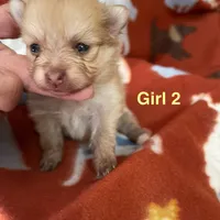 Nala girl 2, a female Pomeranian for sale in Boling, TX – Photo 2 of 5
