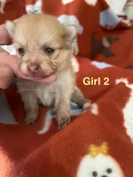 Nala girl 2, a female Pomeranian for sale in Boling, TX – Photo 2 of 5