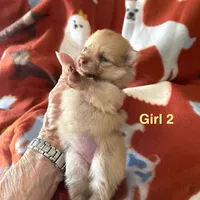 Nala girl 2, a female Pomeranian for sale in Boling, TX – Photo 4 of 5