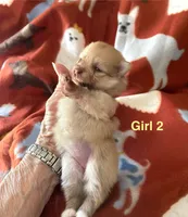 Nala girl 2, a female Pomeranian for sale in Boling, TX – Photo 4 of 5