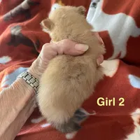 Nala girl 2, a female Pomeranian for sale in Boling, TX – Photo 3 of 5