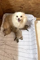 Nala girl 2, a female Pomeranian for sale in Boling, TX – Photo 5 of 5