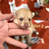 Nala girl 2, a female Pomeranian for sale in Boling, TX – Photo 1 of 5