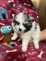 Champ one, a male Pomeranian for sale in Boling, TX – 3 of 3
