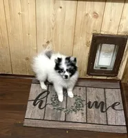 Champ one reduced , a male Pomeranian for sale in Boling, TX – 2 of 6