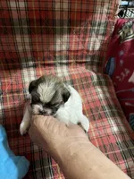 Dolly’s boy 2 on hold, a male Shih Tzu for sale in Boling, TX – Photo 5 of 6