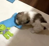 Dolly’s boy 2 on hold, a male Shih Tzu for sale in Boling, TX – Photo 3 of 6