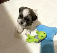 Dolly’s boy 2 on hold, a male Shih Tzu for sale in Boling, TX – Photo 1 of 6