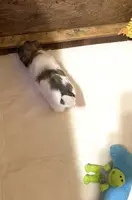 Dolly’s boy 2 on hold, a male Shih Tzu for sale in Boling, TX – Photo 2 of 6