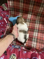 Dolly’s boy 2 on hold, a male Shih Tzu for sale in Boling, TX – Photo 6 of 6