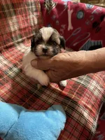 Dolly’s boy 2 on hold, a male Shih Tzu for sale in Boling, TX – Photo 4 of 6