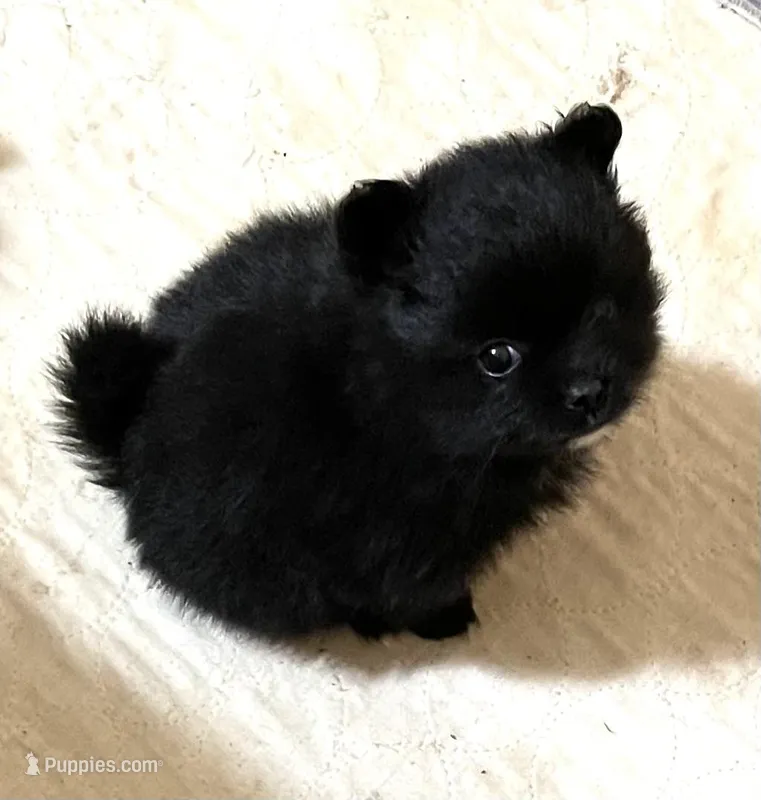 Shadow, a female Pomeranian for sale in Boling, TX – Photo 1 of 5