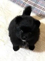 Shadow, a female Pomeranian for sale in Boling, TX – Photo 2 of 5