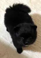 Shadow, a female Pomeranian for sale in Boling, TX – Photo 3 of 5