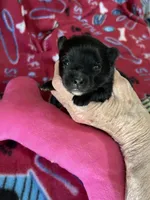 Shadow, a female Pomeranian for sale in Boling, TX – Photo 4 of 5