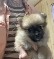 Champ on sale, a male Pomeranian for sale in Boling, TX – Photo 3 of 9