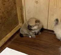 Champ on sale, a male Pomeranian for sale in Boling, TX – Photo 5 of 9