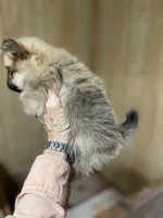 Champ on sale, a male Pomeranian for sale in Boling, TX – Photo 9 of 9